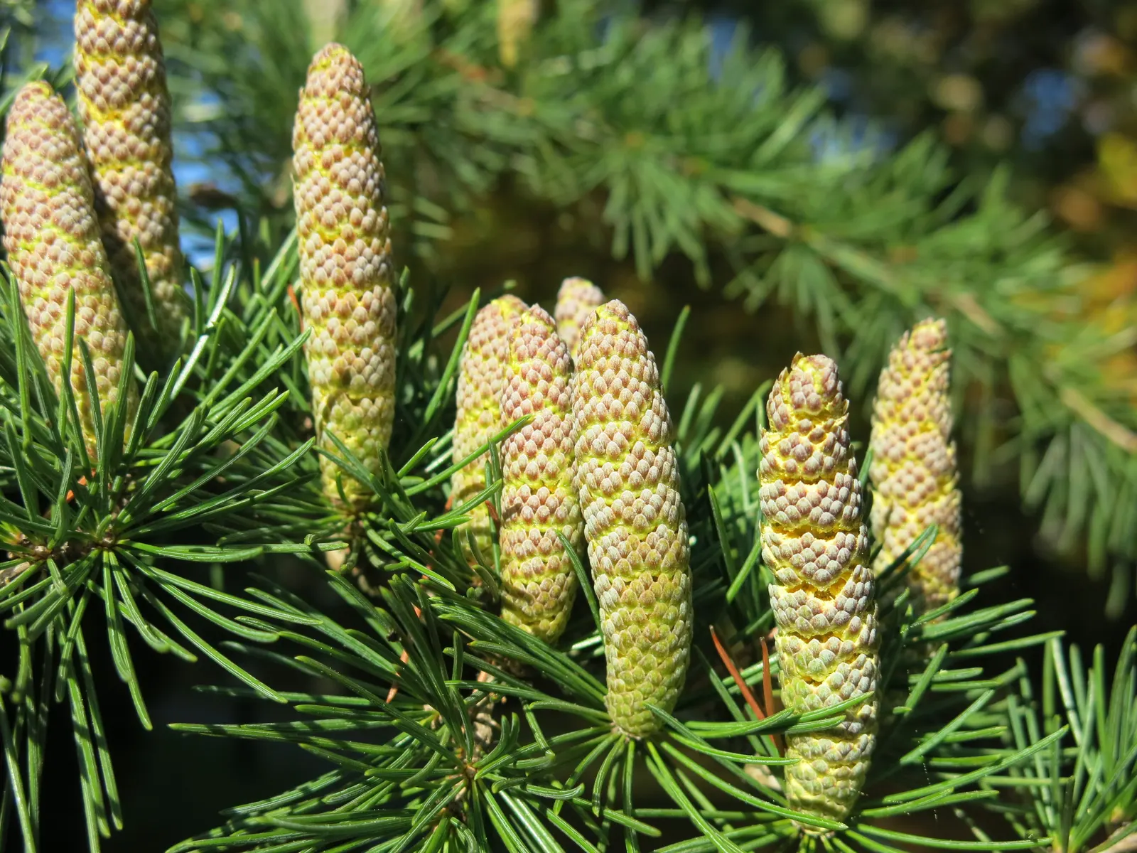Atlas Cedar (Cedrus atlantica) — this cedar species presents itself as a commanding element in gardens; hardy in zones 6-9, it prefers full sun and