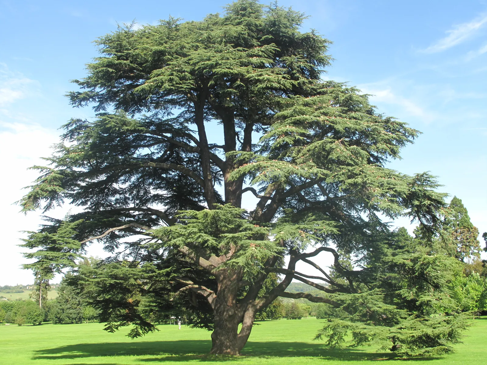 Atlas Cedar (Cedrus atlantica) — offering a well-defined structure along with dense