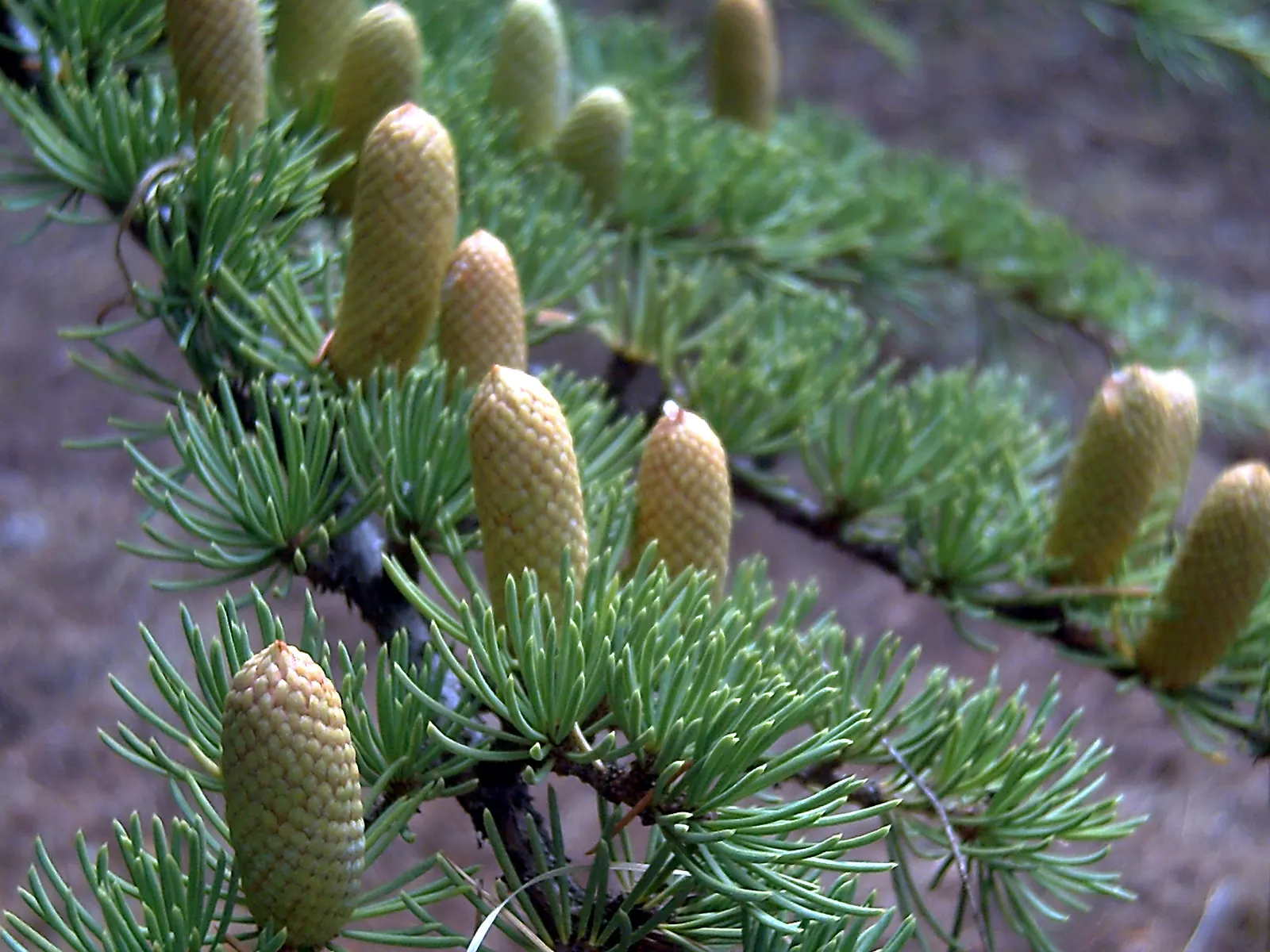Atlas Cedar (Cedrus atlantica) — conifer / tree for full; primarily to remove any dead or damaged branches.<br><br>A focal point due to its grand size and