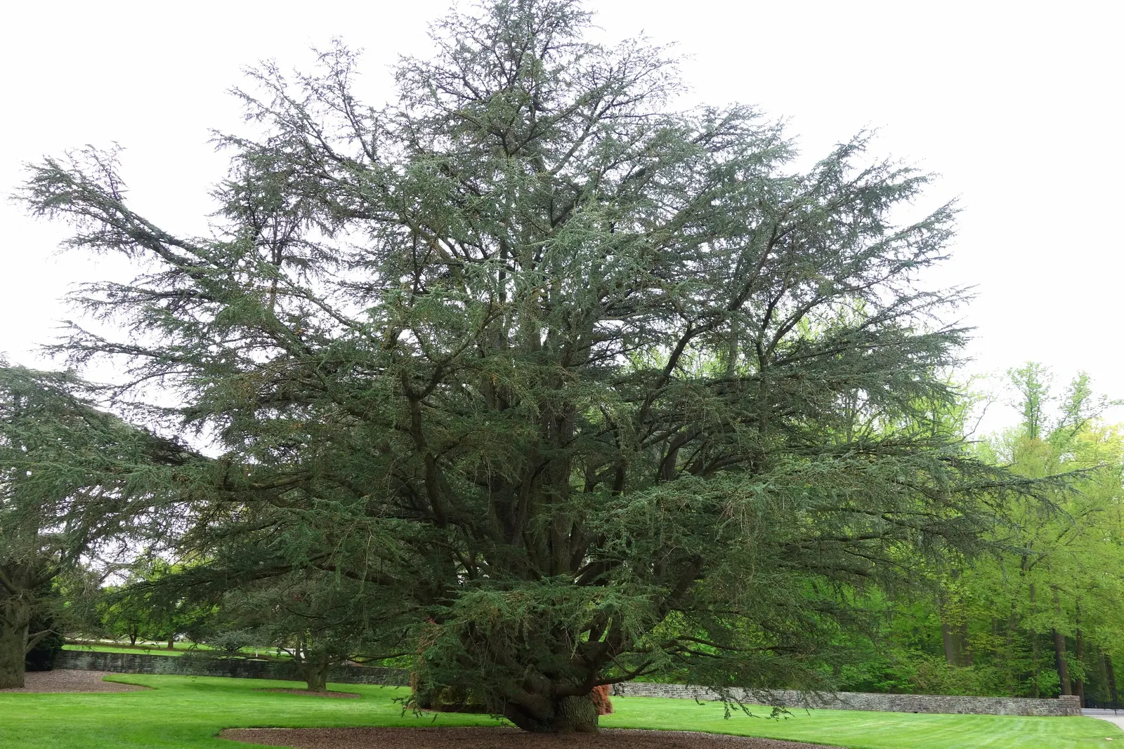 Atlas Cedar (Cedrus atlantica) — mature trees bear upright; showcasing a pyramidal to conical silhouette when young, image 66