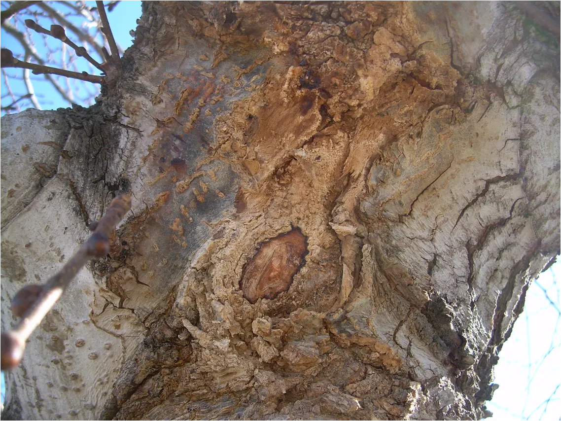 Camperdown Elm (Ulmus Glabra 'Camperdownii') — known scientifically as Ulmus glabra 'Camperdownii'