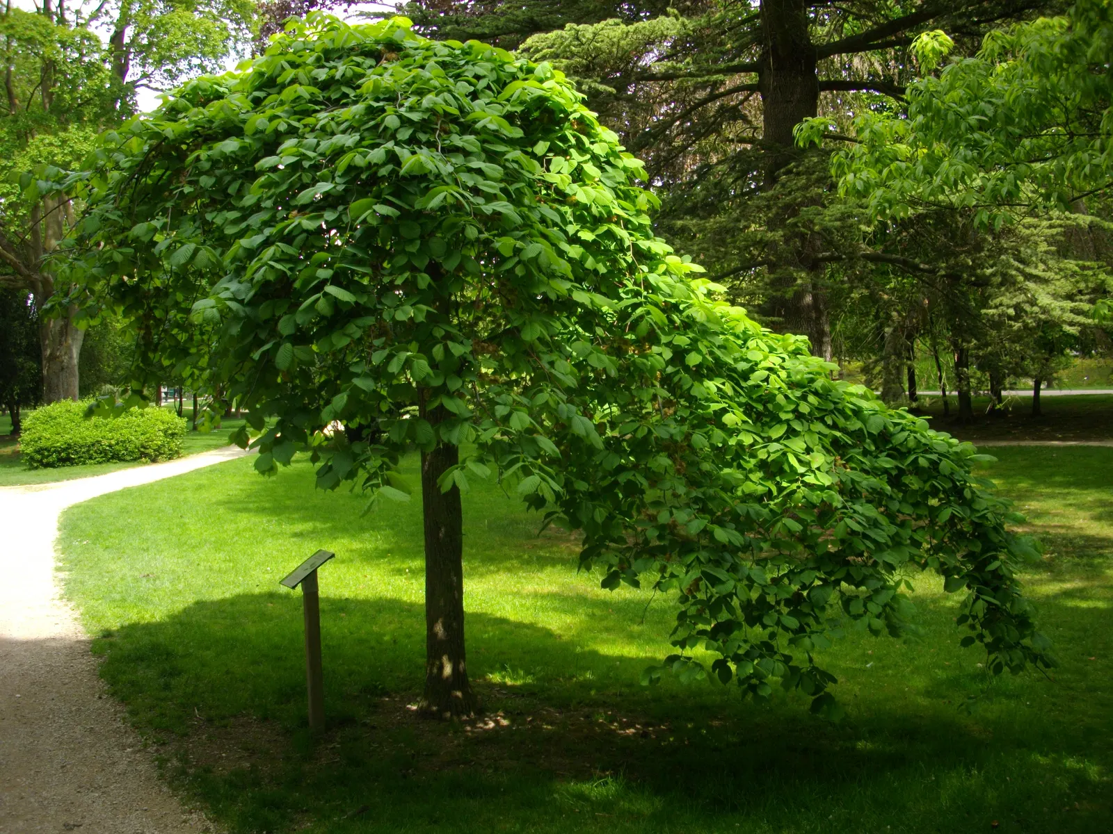 Camperdown Elm (Ulmus Glabra 'Camperdownii') — A cultivar of the Wych Elm