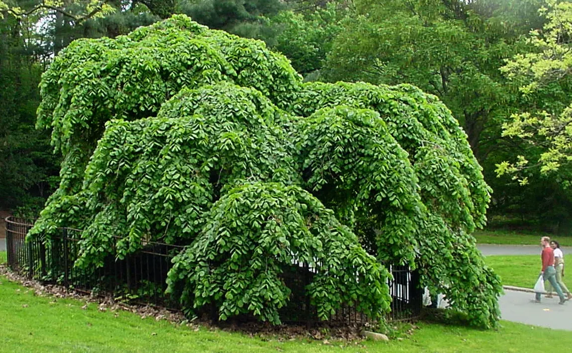 Camperdown Elm (Ulmus Glabra 'Camperdownii') — reaching heights up to 25 ft