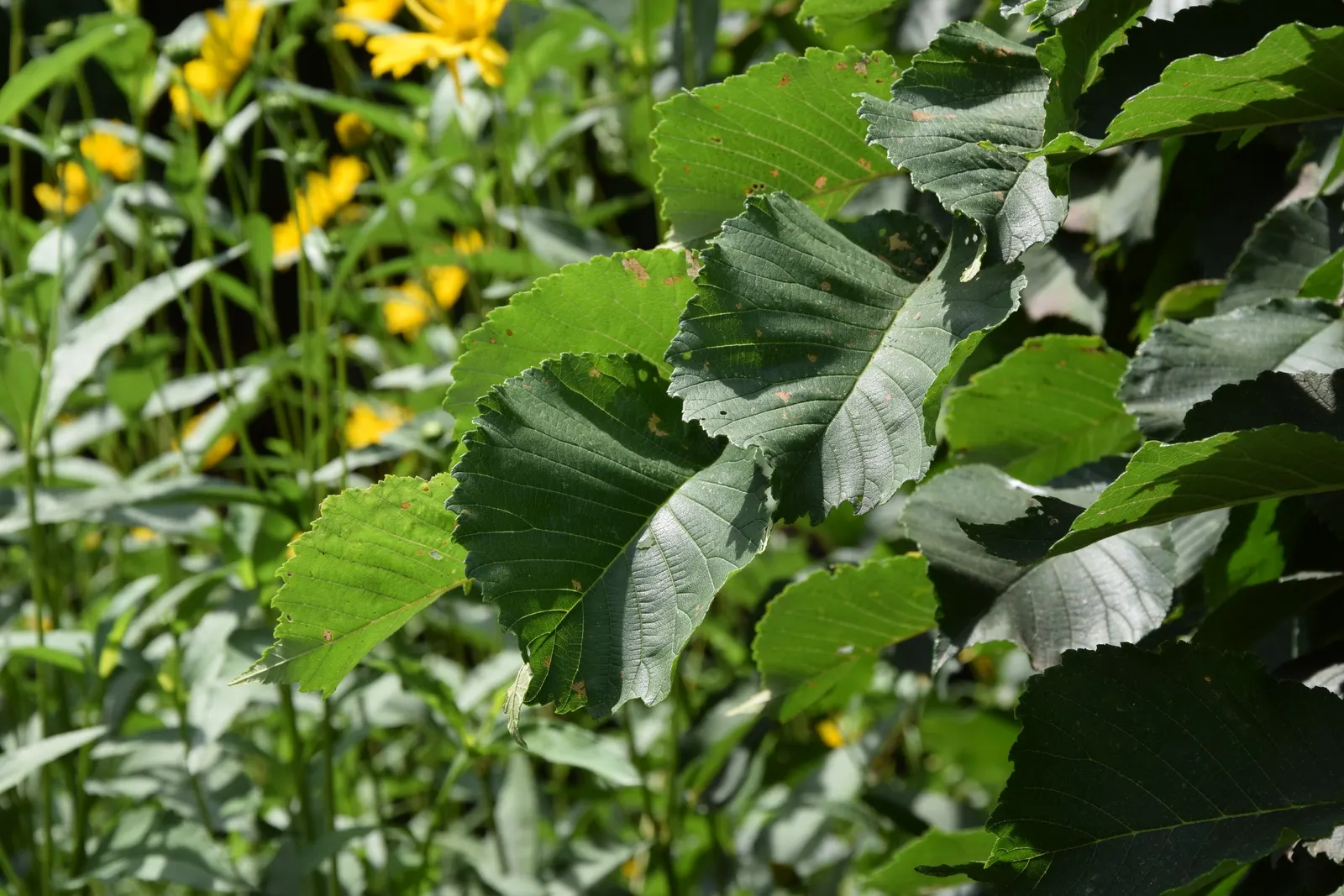 Camperdown Elm (Ulmus Glabra 'Camperdownii') — Hardy in USDA zones 4-6, it prefers full sun to partial shade, and moist, well-drained soils