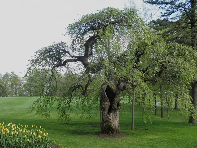 Camperdown Elm (Ulmus Glabra 'Camperdownii') — features a unique weeping form