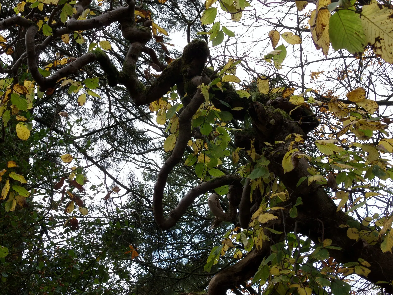 Camperdown Elm (Ulmus Glabra 'Camperdownii') — with the graft typically set at about 6 feet