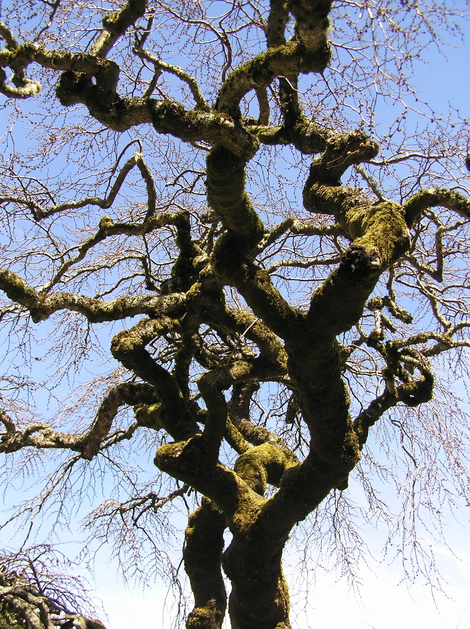 Camperdown Elm (Ulmus Glabra 'Camperdownii') — it was first discovered in the 19th century at the Camperdown House in Scotland