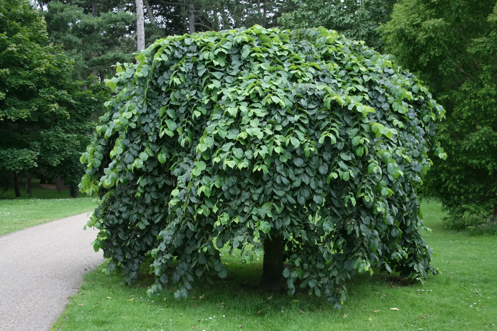 Camperdown Elm (Ulmus Glabra 'Camperdownii') — is a distinctive and ornamental deciduous tree renowned for its unique weeping form