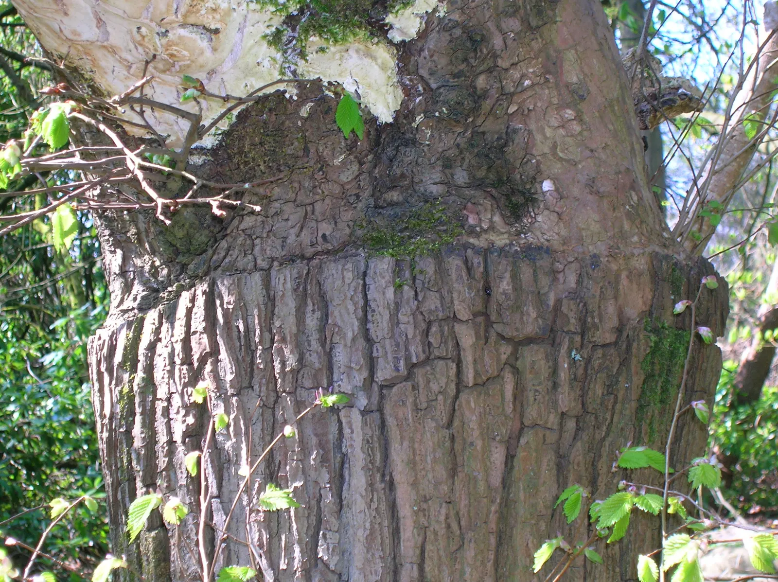 Camperdown Elm (Ulmus Glabra 'Camperdownii') — Its twisted branches form a dense canopy of dark green leaves, providing lush shade