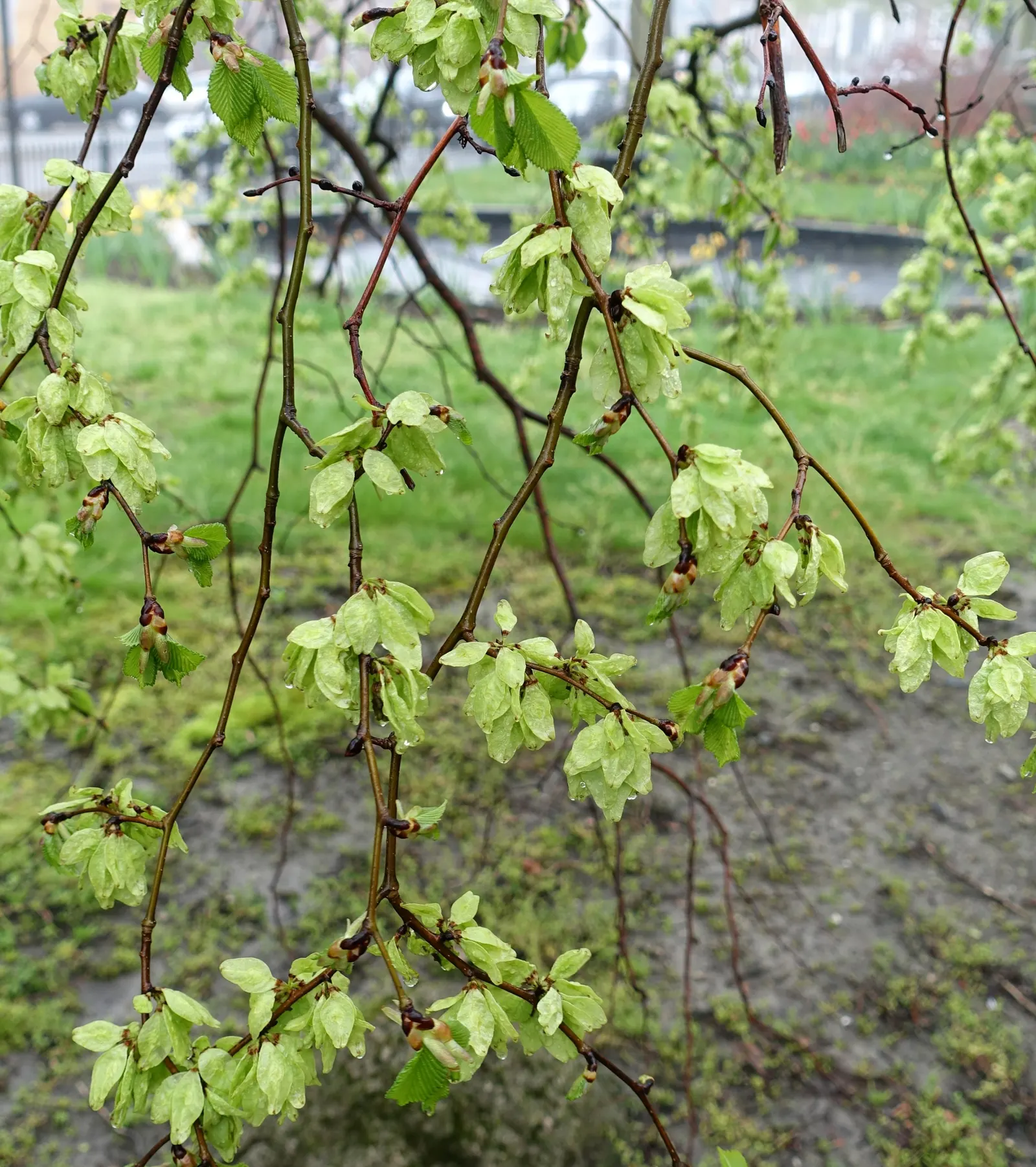 Camperdown Elm (Ulmus Glabra 'Camperdownii') — with a spread of 30-40 ft