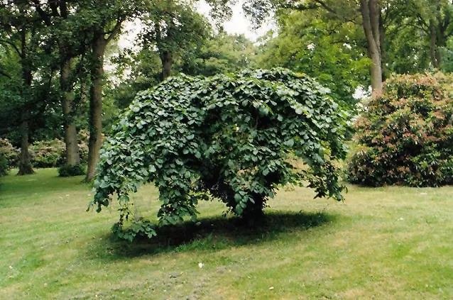 Camperdown Elm (Ulmus Glabra 'Camperdownii') — This tree is grafted onto a standard Wych Elm trunk