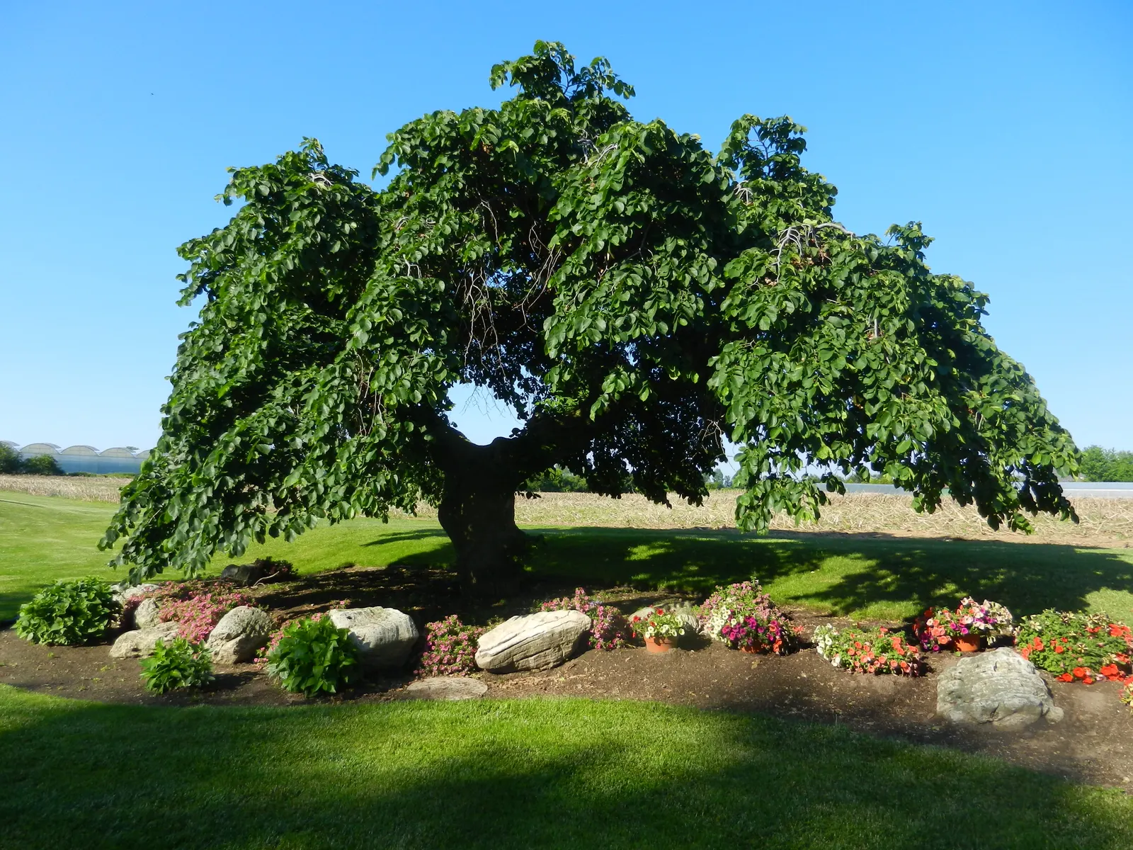 Camperdown Elm (Ulmus Glabra 'Camperdownii') — The non-invasive root system suits small gardens and parks, making it a captivating focal point