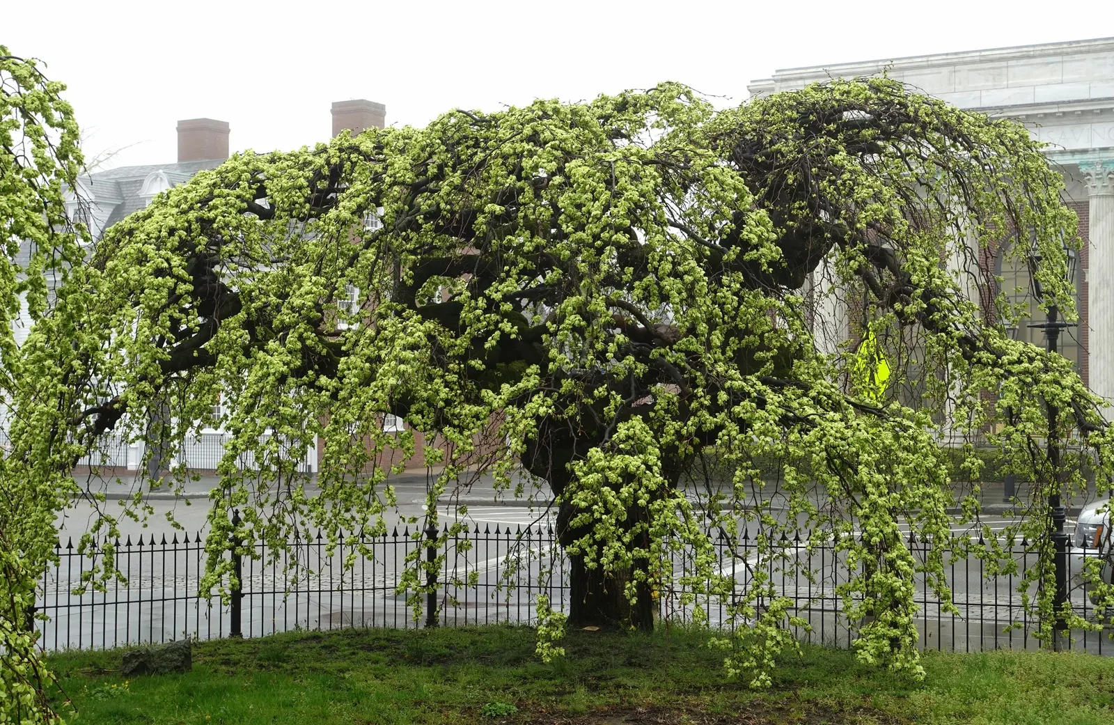 Camperdown Elm (Ulmus Glabra 'Camperdownii') — the Camperdown Elm presents a captivating canopy shape due to its contorted and weeping branches