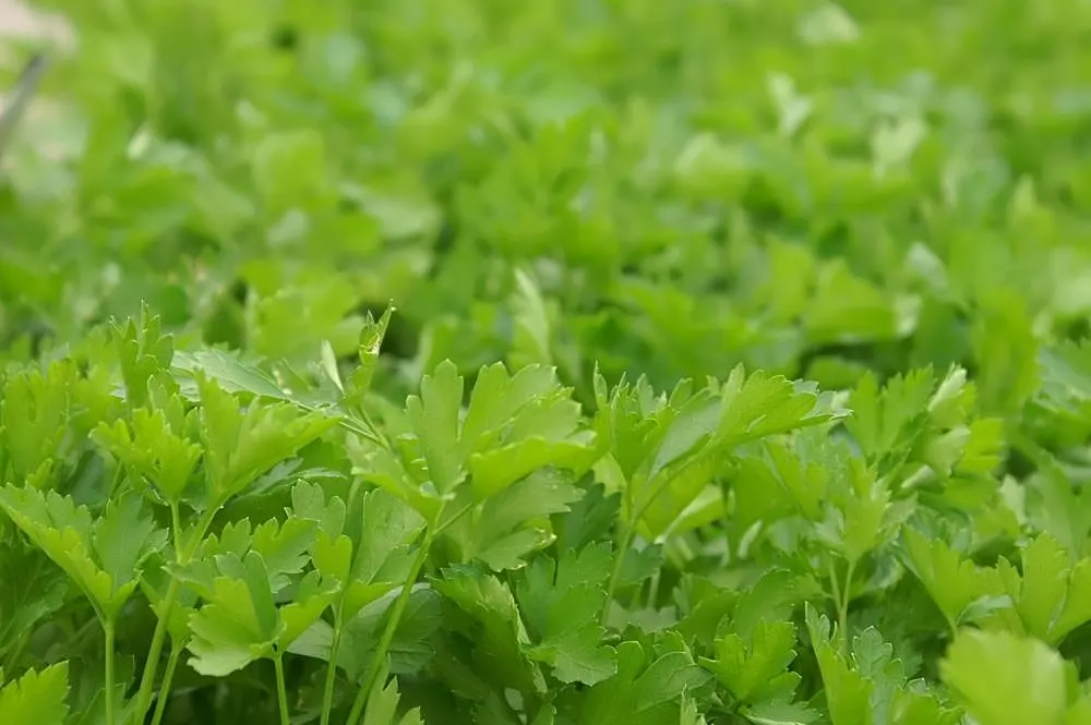 Curly Leaf Parsley (Petroselinum Crispum) — Not only is it visually appealing; is a vibrant biennial herb commonly used as both a culinary garnish, image 80