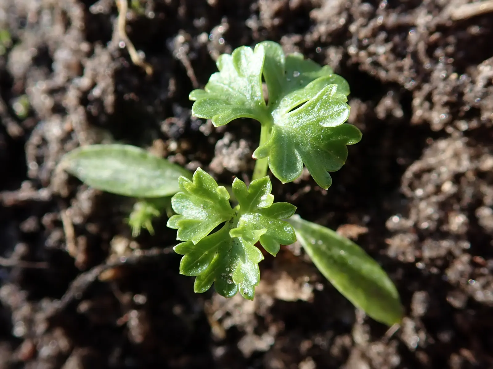 Curly Leaf Parsley (Petroselinum Crispum) — verdant quality to any garden setting.<br><br>Petroselinum crispum is hardy in USDA zones 5 through 9, image 55