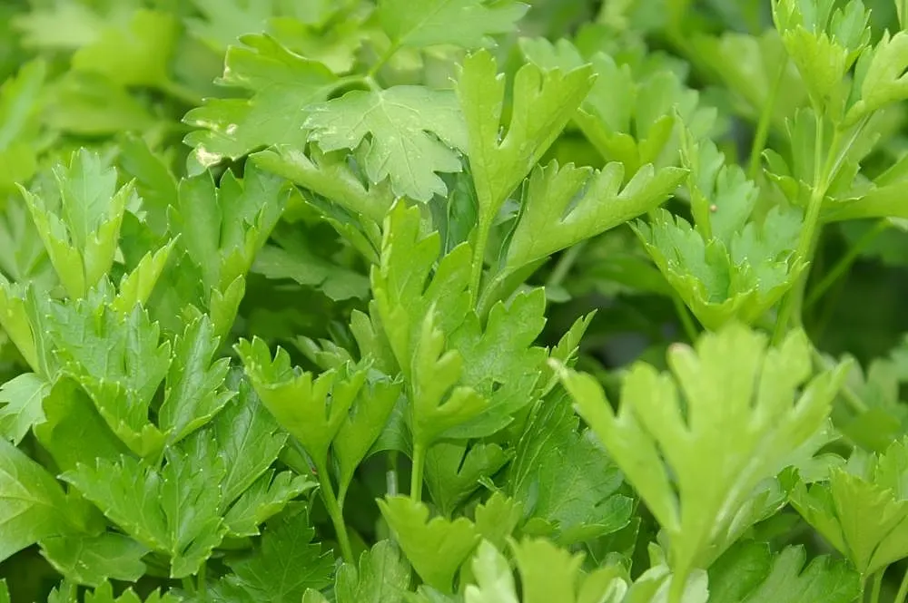 Curly Leaf Parsley (Petroselinum Crispum) — requiring at least 5 hours of direct light per day to thrive; herb for full or half, image 79