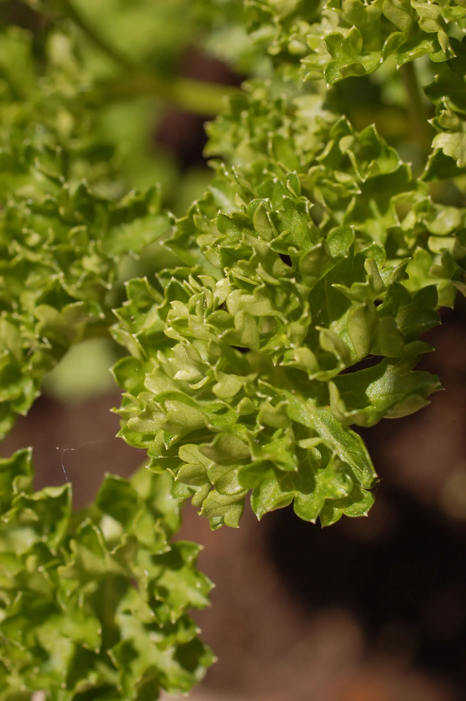 Curly Leaf Parsley (Petroselinum Crispum) — It reaches approximately 6 to 12 inches in height and spreads about 6 to 9 inches