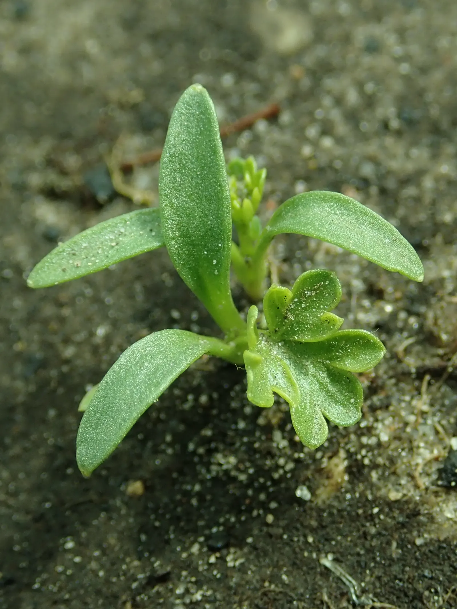 Curly Leaf Parsley (Petroselinum Crispum) — When creating your landscape design; requiring at least 5 hours of direct light per day to thrive, image 62