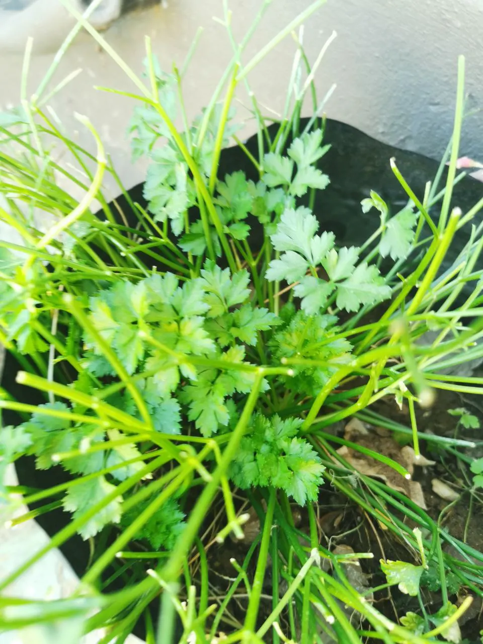 Curly Leaf Parsley (Petroselinum Crispum) — given its aesthetic and functional properties; its subtle flowers often attract beneficial insects, image 86