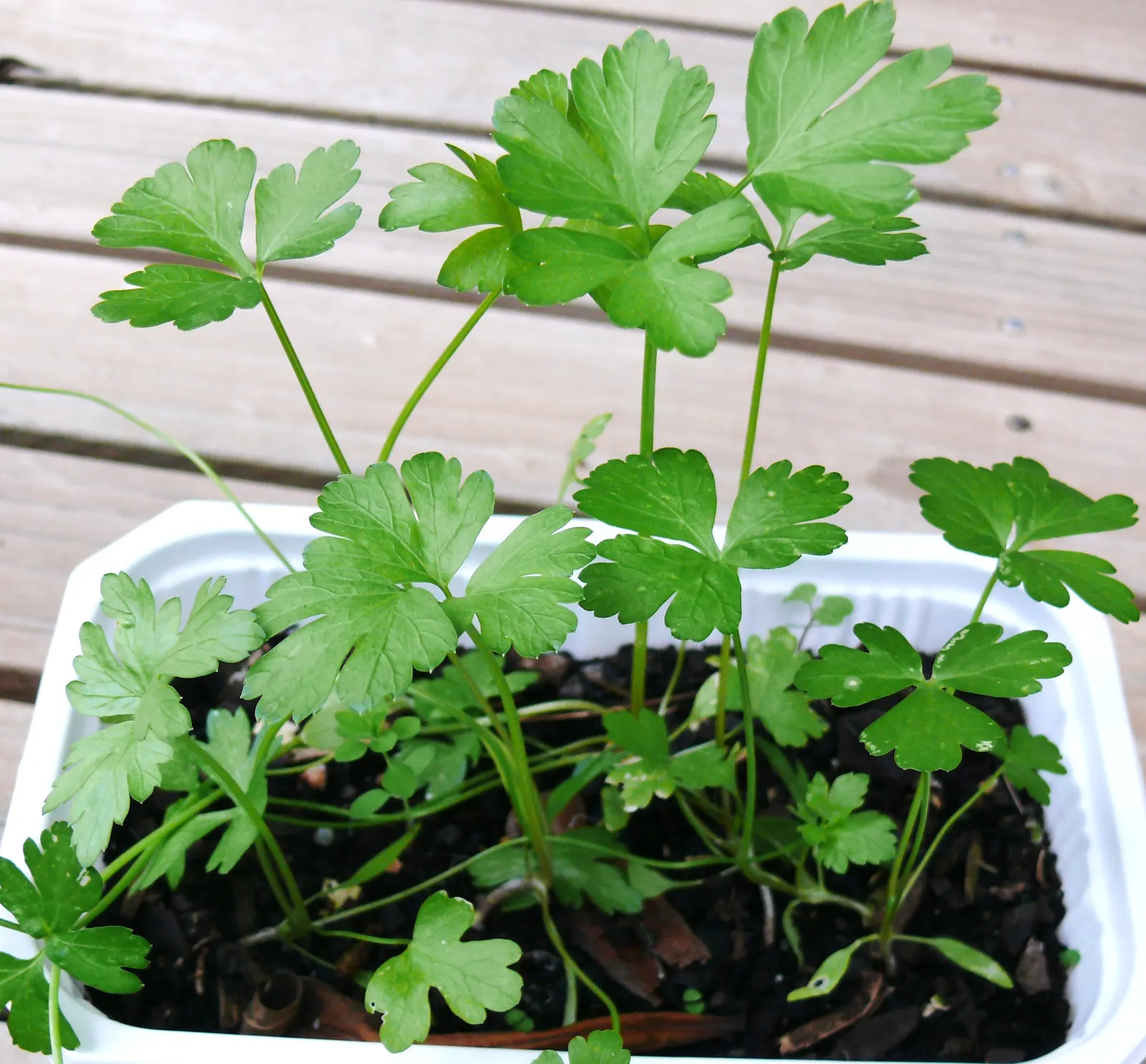 Curly Leaf Parsley (Petroselinum Crispum) — To encourage new growth and maintain its compact shape, periodic harvesting or pruning is beneficial, image 83