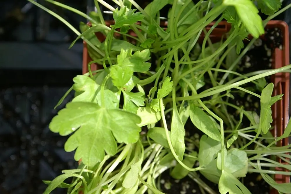 Curly Leaf Parsley (Petroselinum Crispum) — A staple in culinary gardens, it prefers full sun to partial shade and well-drained soil; when creating, image 69