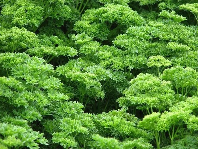 Curly Leaf Parsley (Petroselinum Crispum) — Its subtle flowers often attract beneficial insects; rich green and can add a lush, image 71