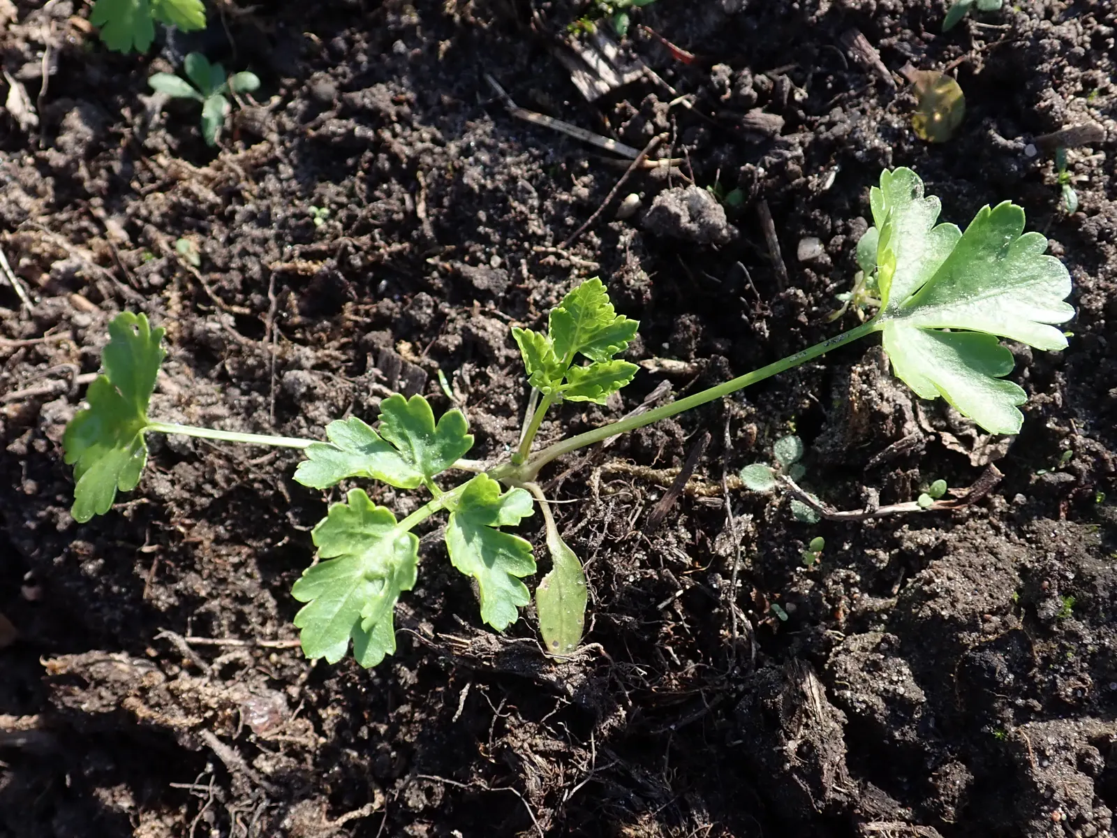 Curly Leaf Parsley (Petroselinum Crispum) — consider grouping Curly Leaf Parsley with other herbs or using it as a border for a pop of textured, image 63