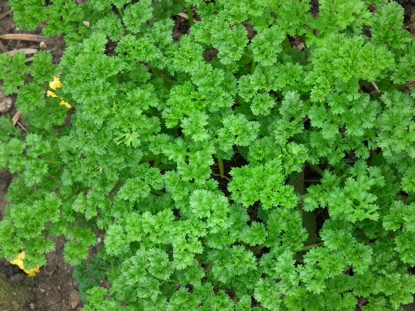 Curly Leaf Parsley (Petroselinum Crispum) — verdant quality to any garden setting.<br><br>Petroselinum crispum is hardy in USDA zones 5 through 9, image 77