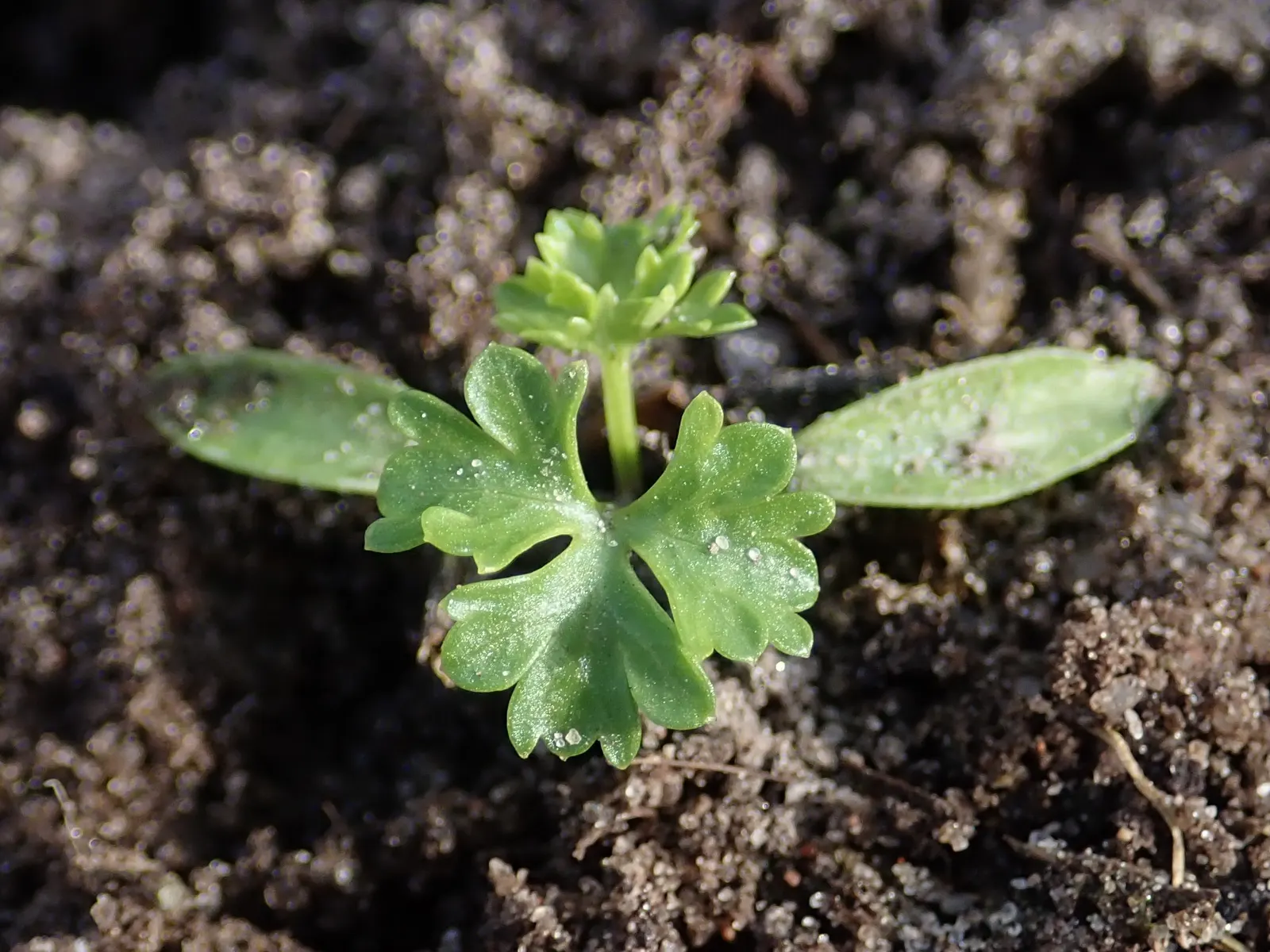 Curly Leaf Parsley (Petroselinum Crispum) — Not only is it visually appealing; is a vibrant biennial herb commonly used as both a culinary garnish, image 58