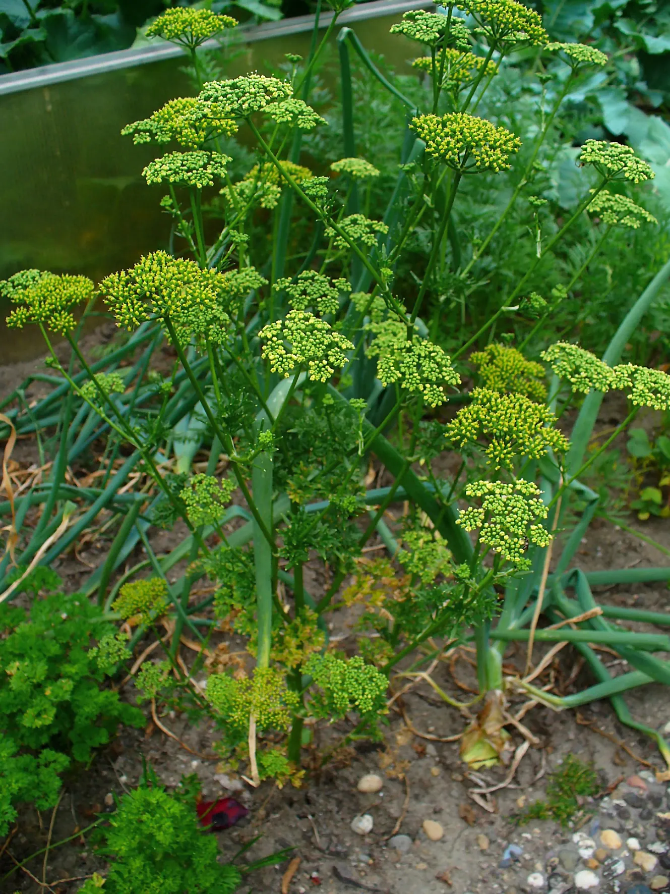 Curly Leaf Parsley (Petroselinum Crispum) — the curly and crinkled leaves; provides a striking texture contrast in landscape designs, image 74