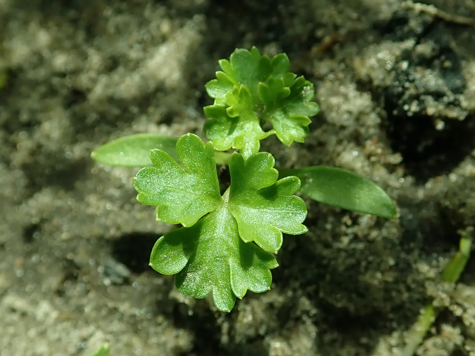 Curly Leaf Parsley (Petroselinum Crispum) — given its aesthetic and functional properties; its subtle flowers often attract beneficial insects, image 64