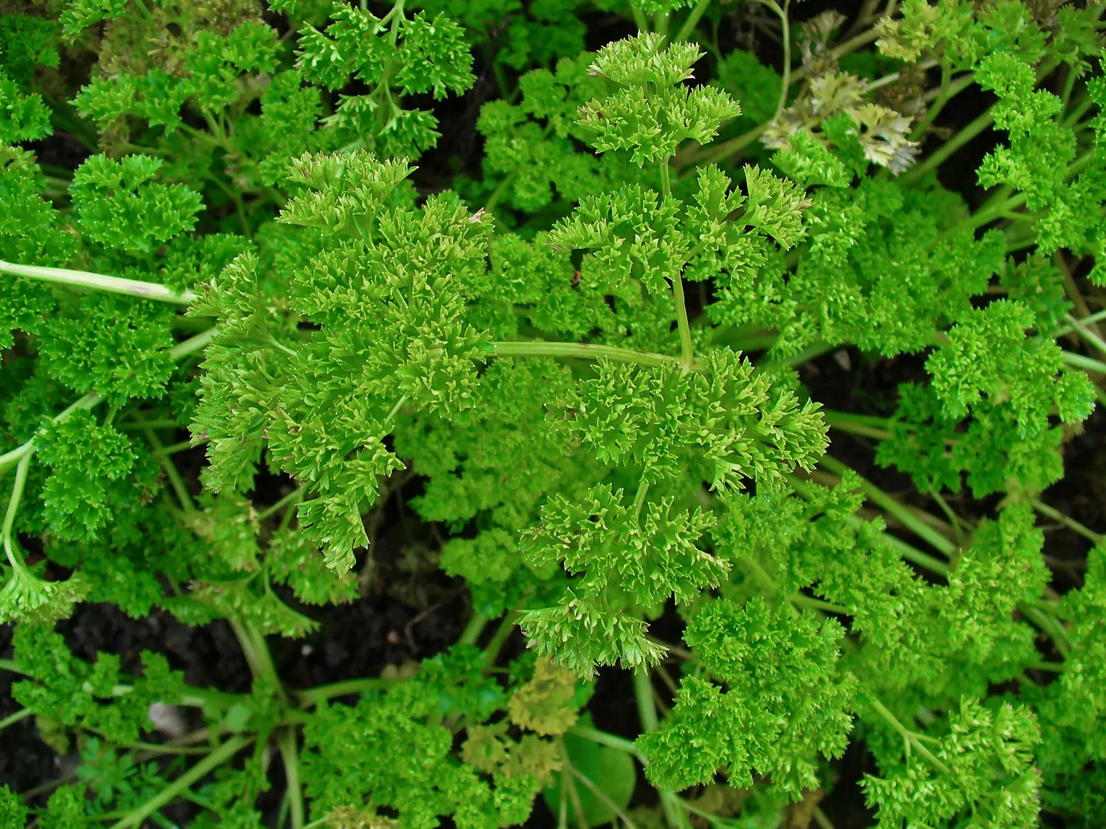 Curly Leaf Parsley (Petroselinum Crispum) — herb for full or half; consider grouping Curly Leaf Parsley with other herbs or using it as a border, image 66