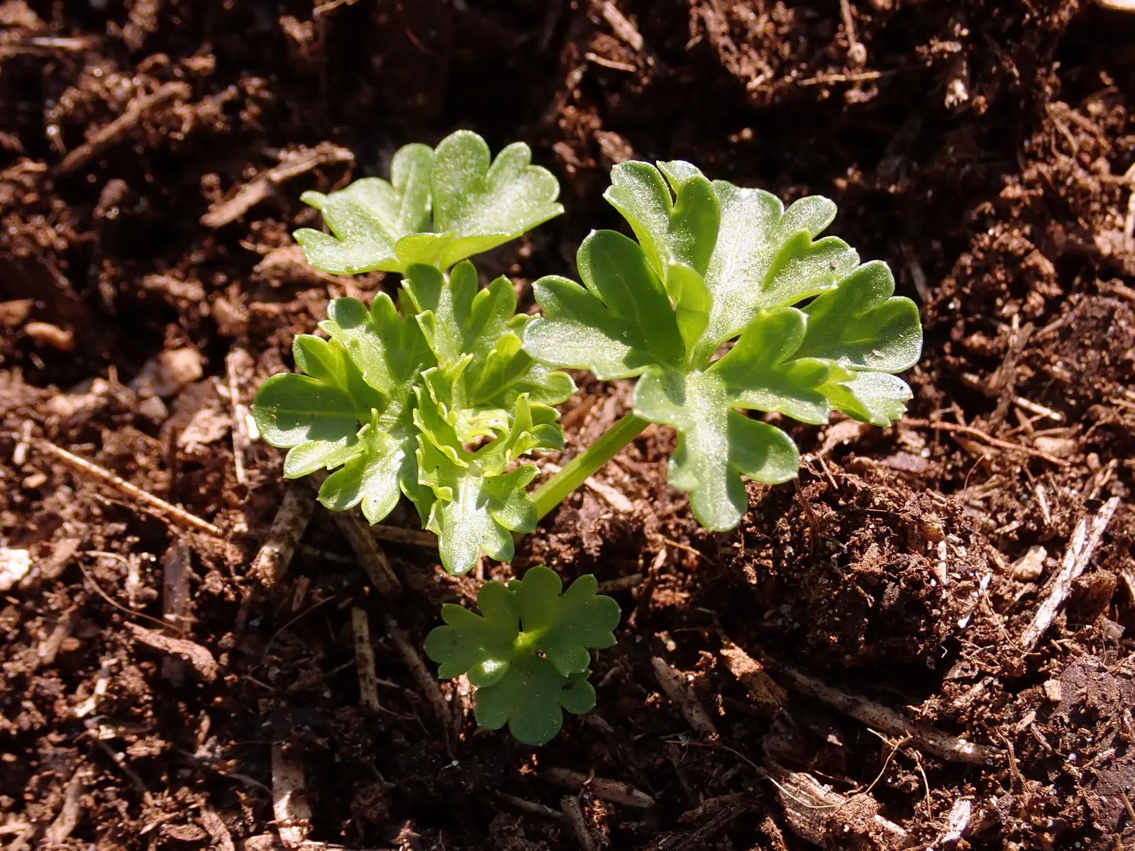 Curly Leaf Parsley (Petroselinum Crispum) — requiring regular watering to keep the soil moist but not waterlogged; makes an excellent addition to, image 60