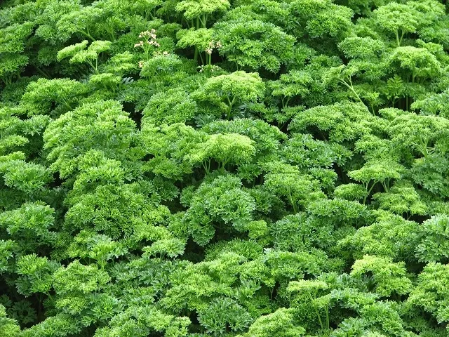 Curly Leaf Parsley (Petroselinum Crispum) — Parsley‚Äôs intricate foliage adds texture to borders and is suitable for zones 5 to 9; a staple in, image 70