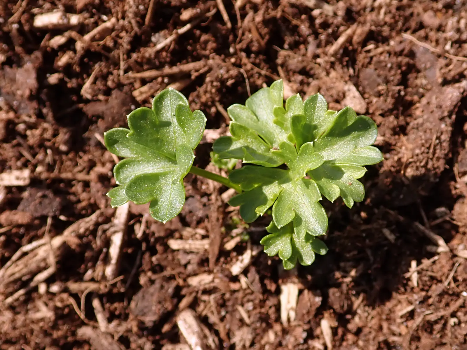 Curly Leaf Parsley (Petroselinum Crispum) — is a vibrant biennial herb commonly used as both a culinary garnish and a staple garden ornamental; it, image 73