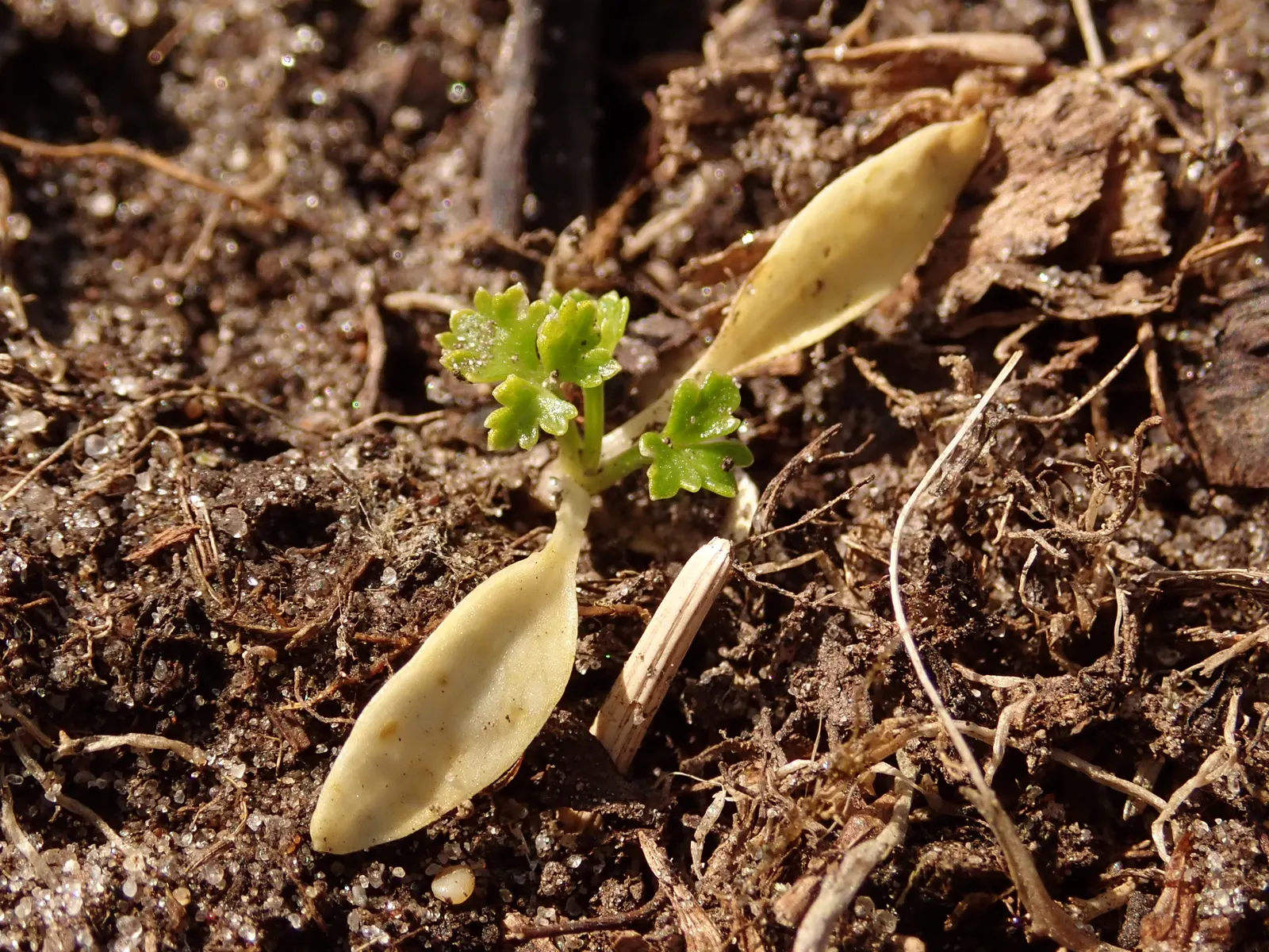 Curly Leaf Parsley (Petroselinum Crispum) — To encourage new growth and maintain its compact shape, periodic harvesting or pruning is beneficial, image 61