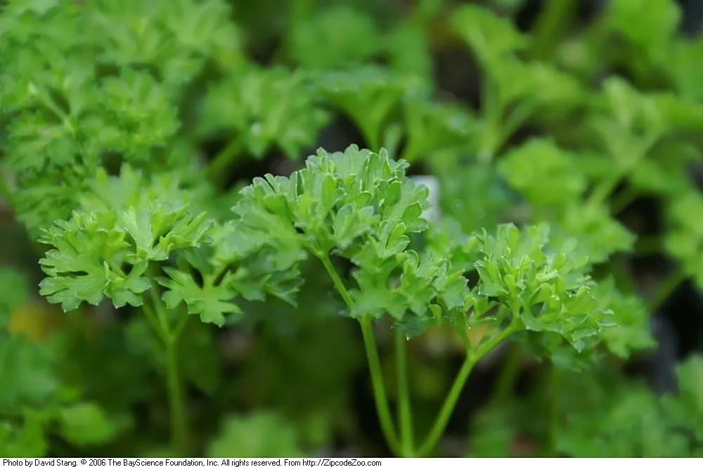 Curly Leaf Parsley (Petroselinum Crispum) — It reaches approximately 6 to 12 inches in height and spreads about 6 to 9 inches; verdant quality to, image 68