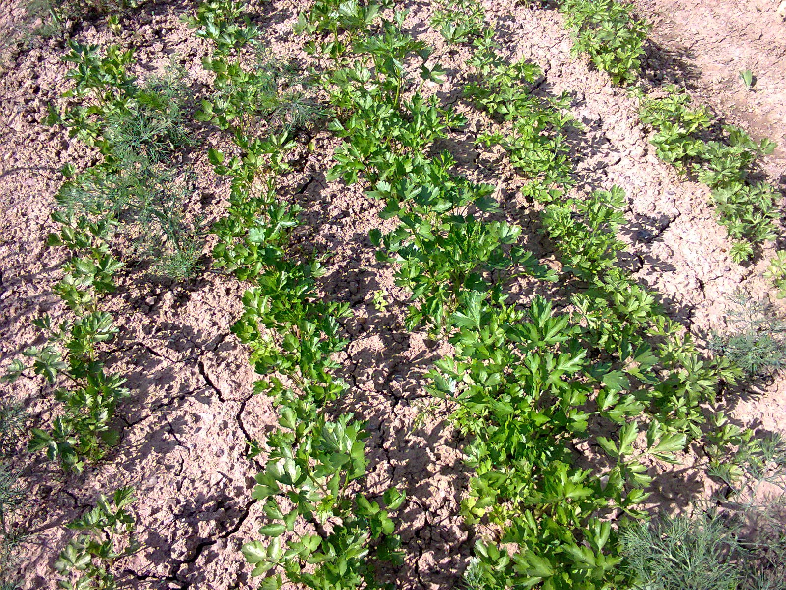 Curly Leaf Parsley (Petroselinum Crispum) — but it is also enticing for pollinators; not only is it visually appealing, image 81