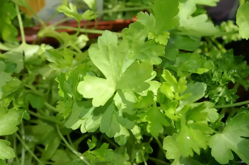 Curly Leaf Parsley (Petroselinum Crispum) — makes an excellent addition to any culinary garden or decorative ensemble; preferring well-drained soil, image 87