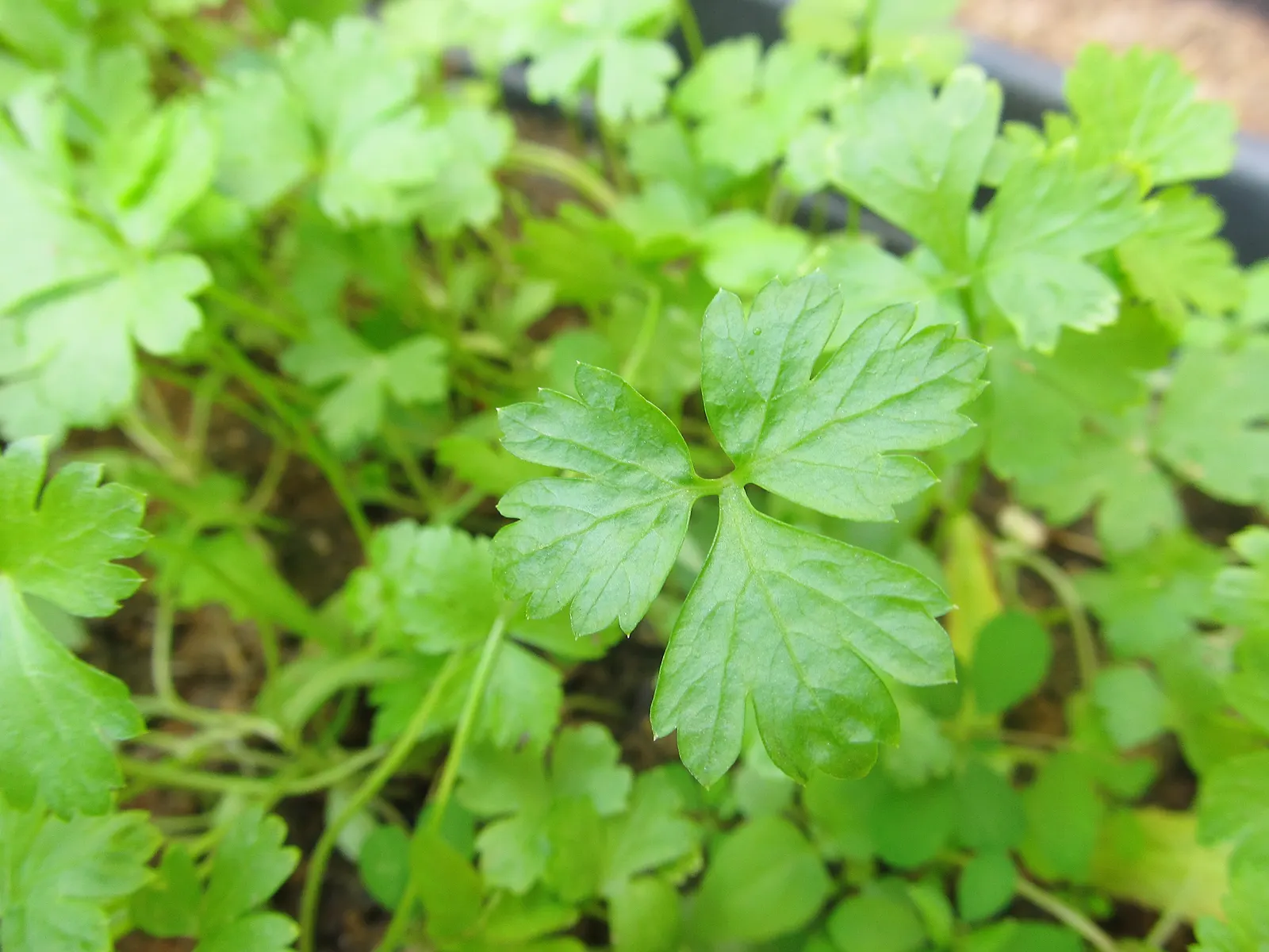 Curly Leaf Parsley (Petroselinum Crispum) — makes an excellent addition to any culinary garden or decorative ensemble; preferring well-drained soil, image 65