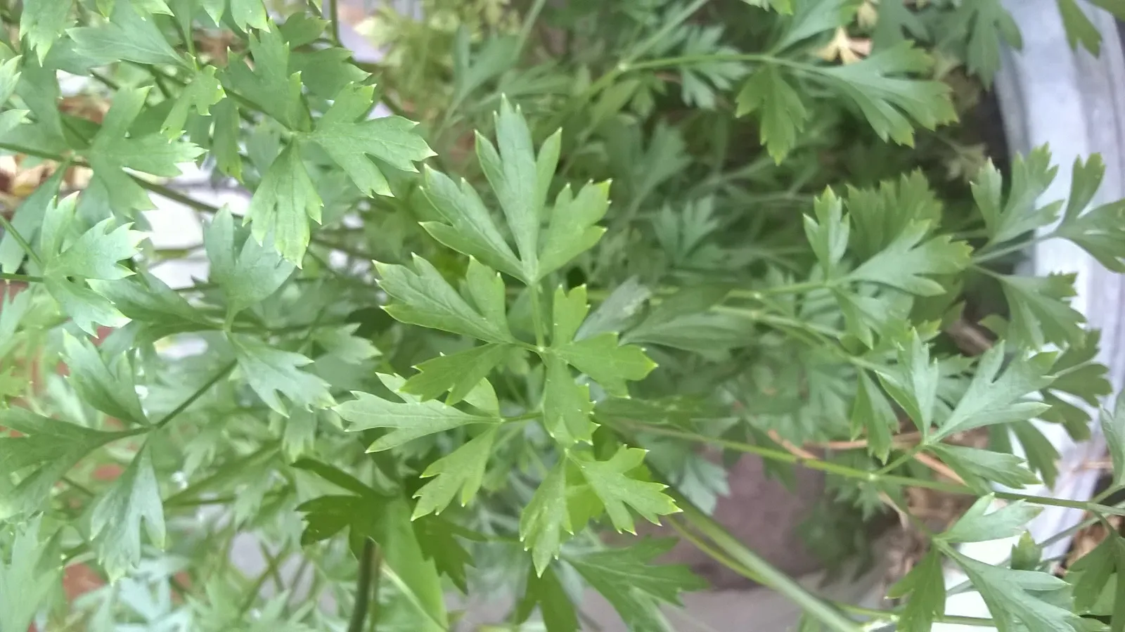 Curly Leaf Parsley (Petroselinum Crispum) — provides a striking texture contrast in landscape designs; requiring regular watering to keep the soil, image 75
