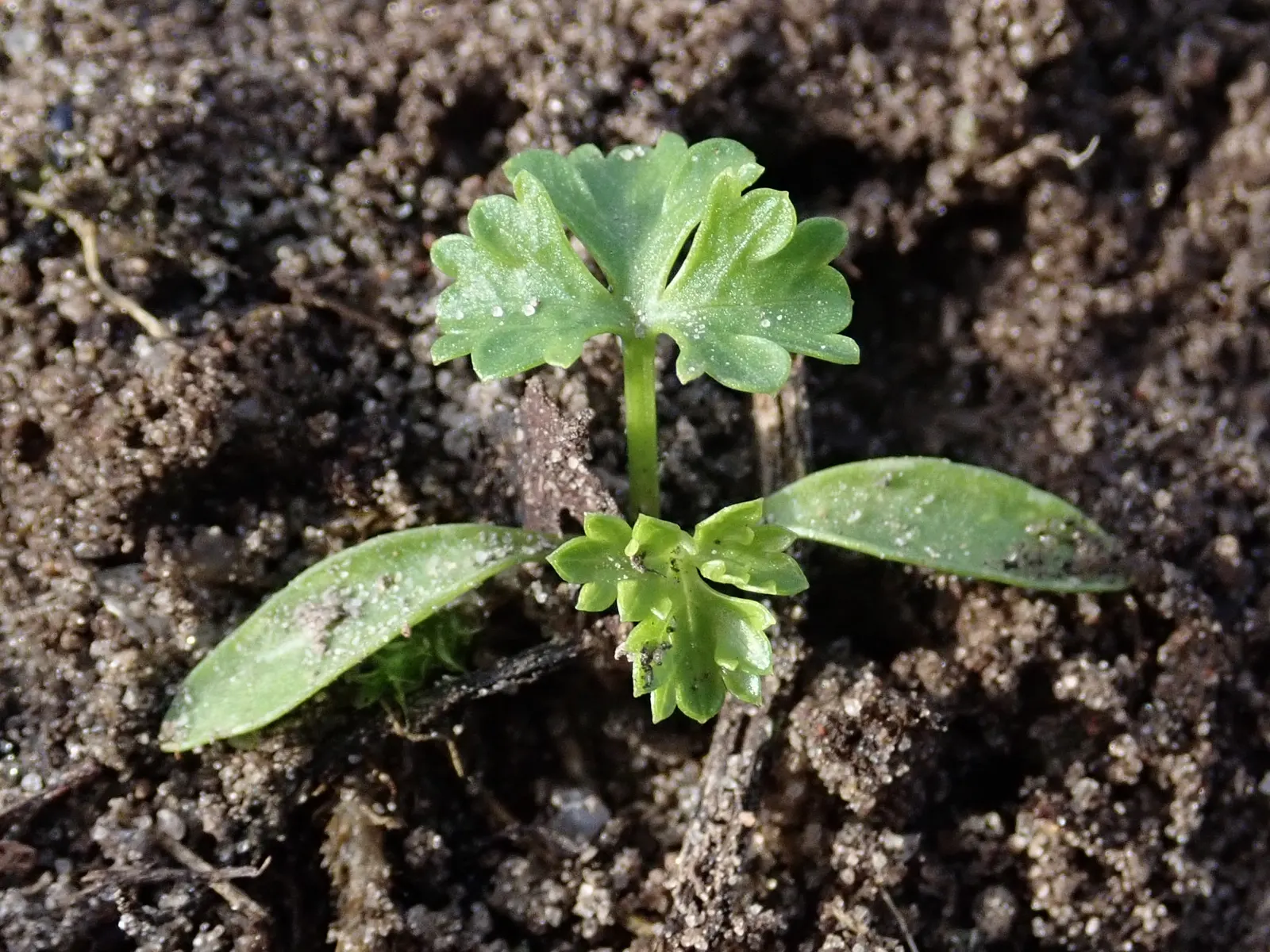 Curly Leaf Parsley (Petroselinum Crispum) — preferring well-drained soil and a full to partial sunlight exposure; but it is also enticing for, image 56