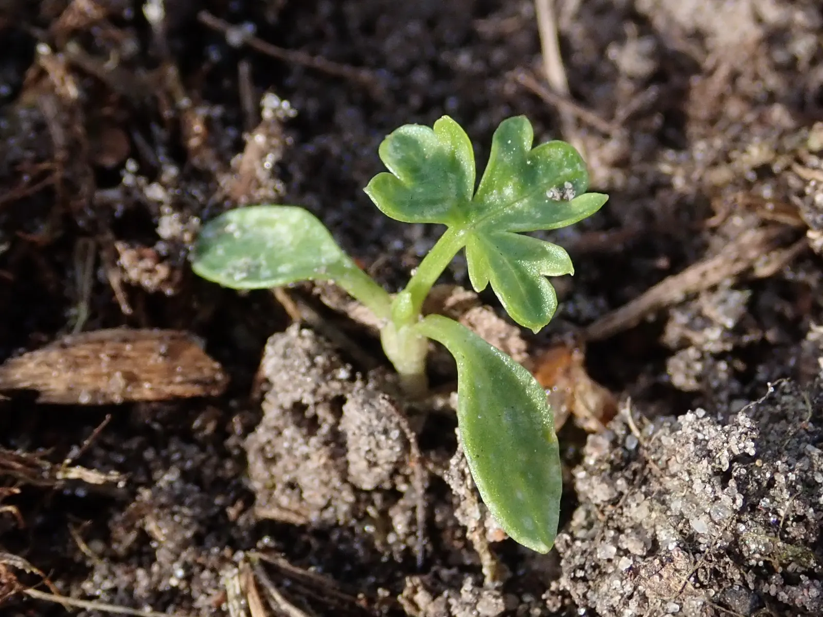 Curly Leaf Parsley (Petroselinum Crispum) — the curly and crinkled leaves; provides a striking texture contrast in landscape designs, image 52