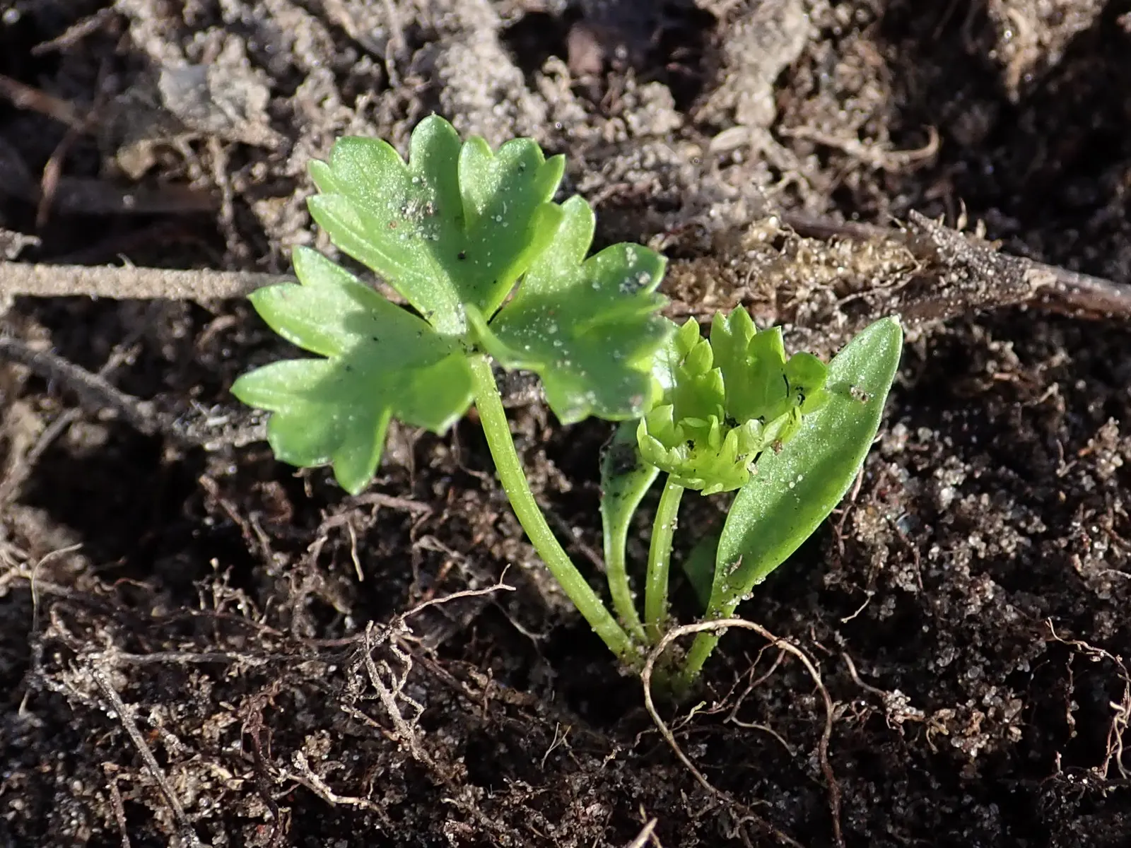 Curly Leaf Parsley (Petroselinum Crispum) — provides a striking texture contrast in landscape designs; requiring regular watering to keep the soil, image 53