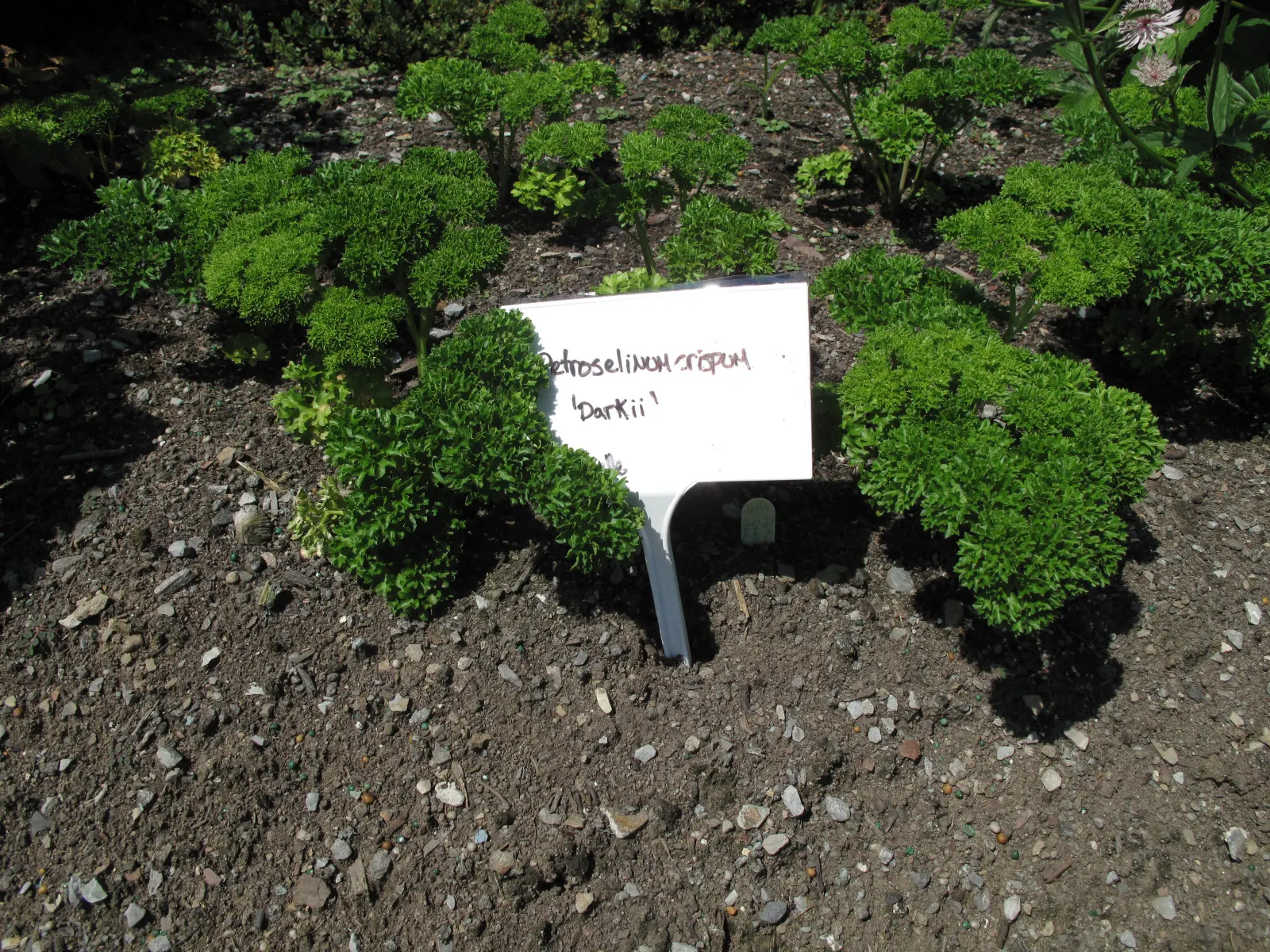 Curly Leaf Parsley (Petroselinum Crispum) — consider grouping Curly Leaf Parsley with other herbs or using it as a border for a pop of textured, image 85