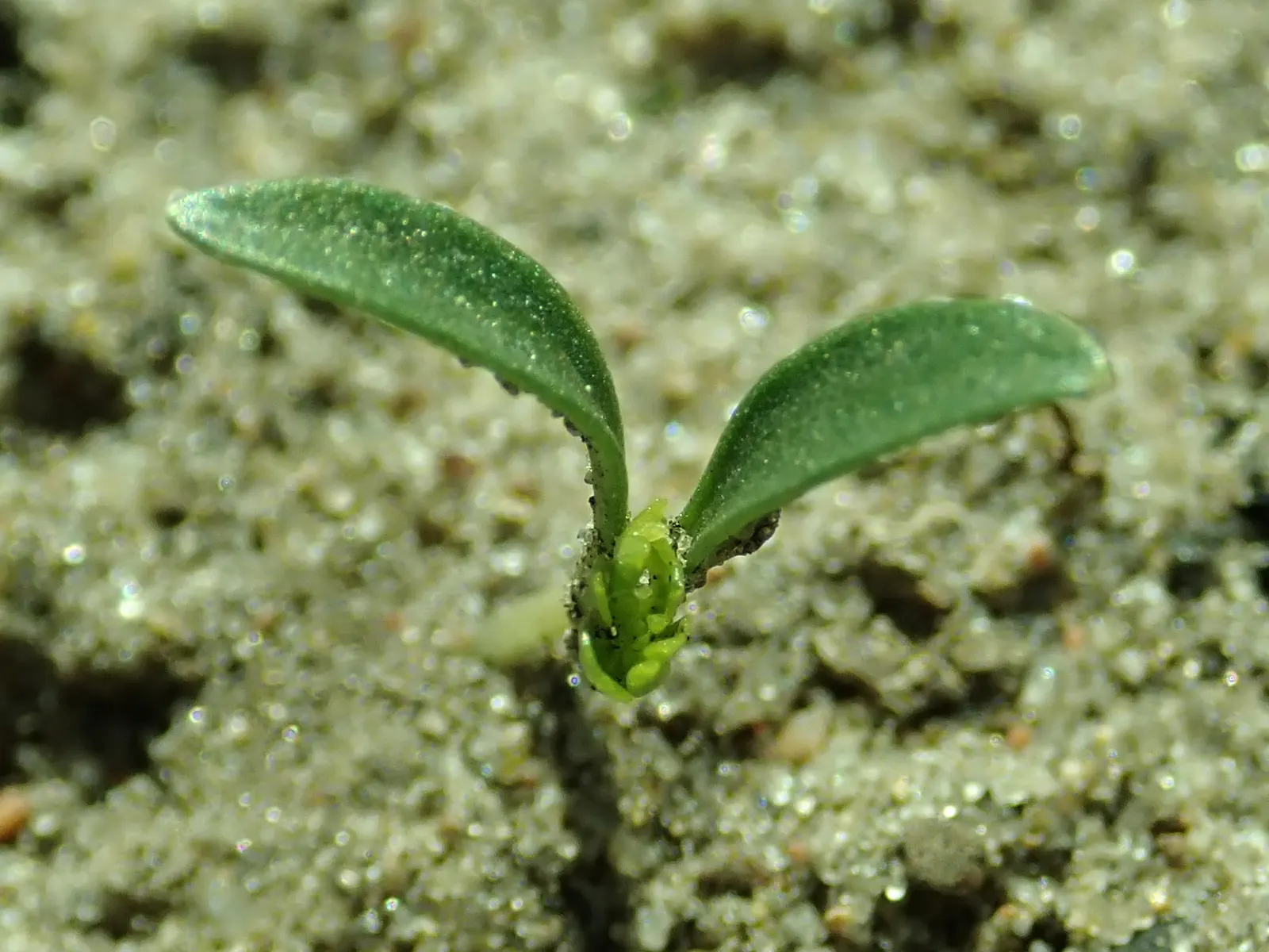 Curly Leaf Parsley (Petroselinum Crispum) — requiring at least 5 hours of direct light per day to thrive; herb for full or half, image 57
