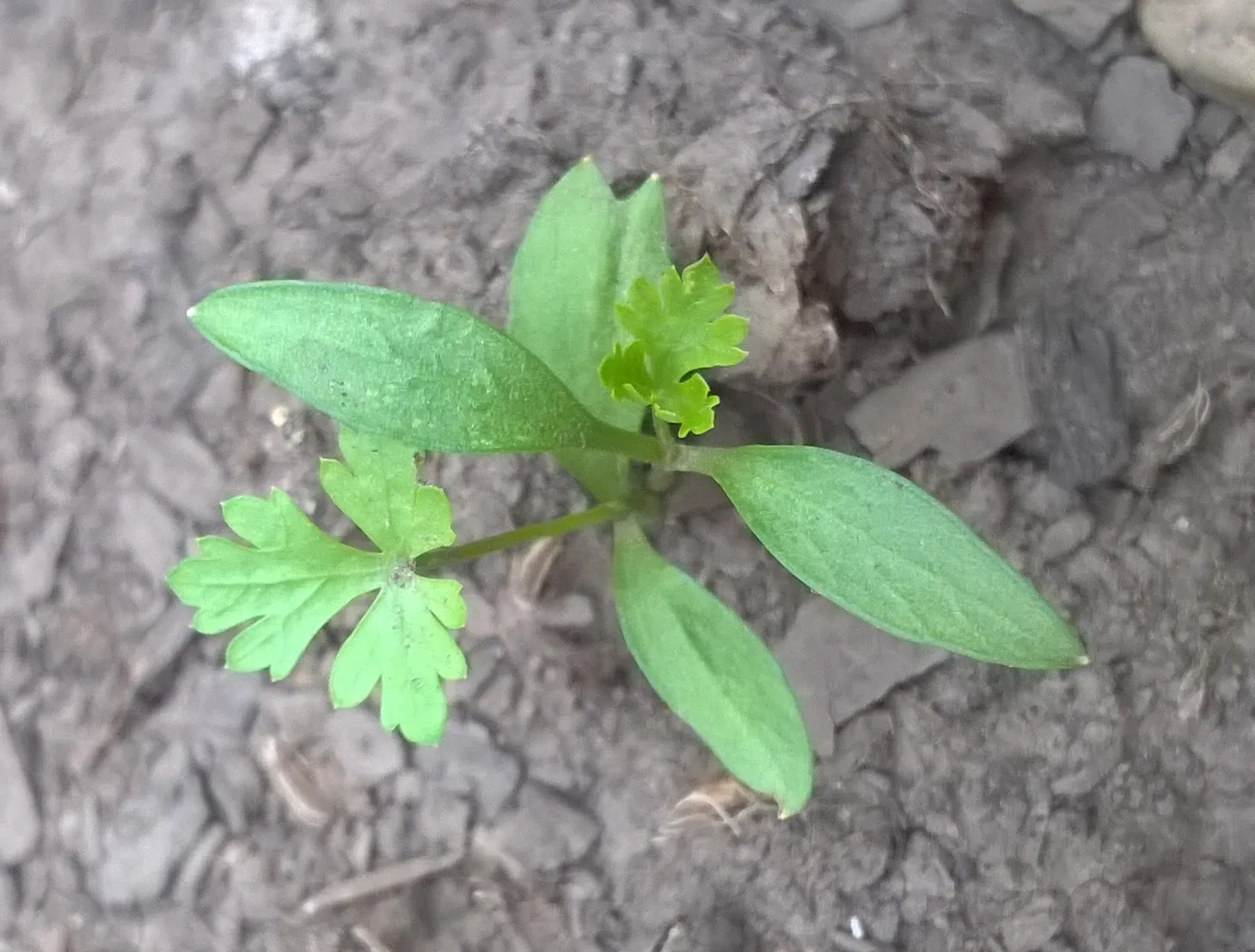 Curly Leaf Parsley (Petroselinum Crispum) — is a vibrant biennial herb commonly used as both a culinary garnish and a staple garden ornamental; it, image 51