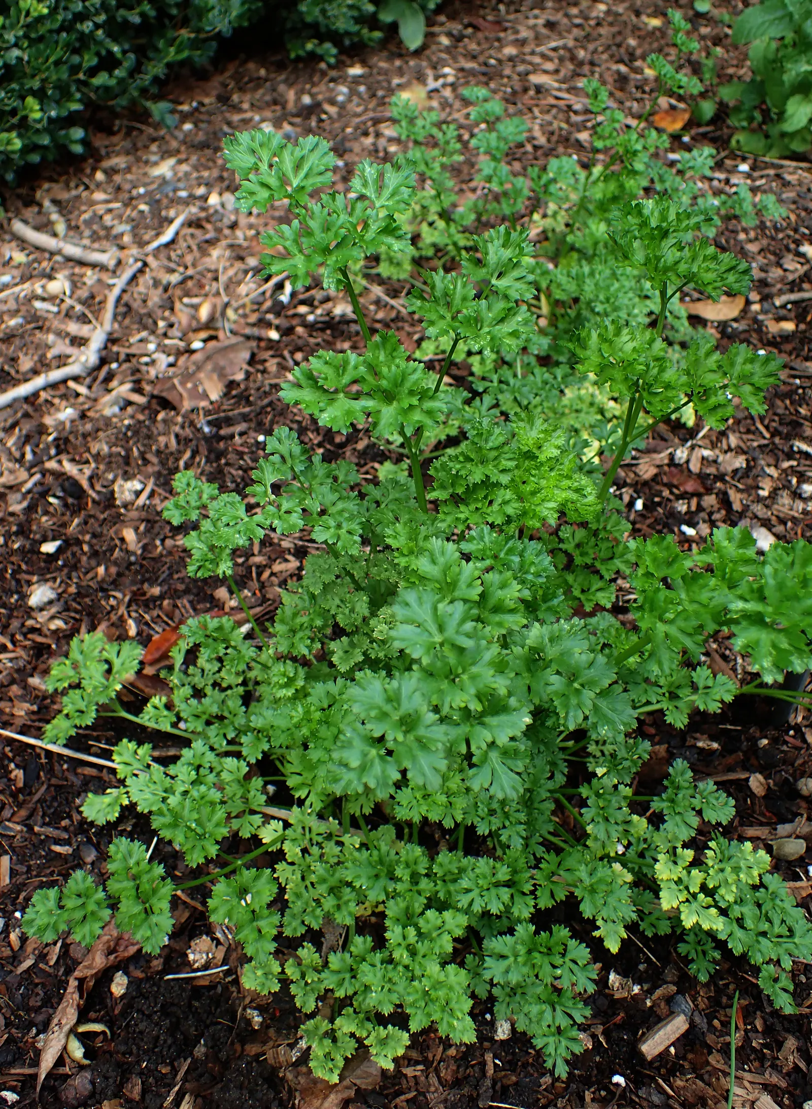 Curly Leaf Parsley (Petroselinum Crispum) — rich green and can add a lush; curly Leaf Parsley (Petroselinum crispum) is a biennial herb with, image 76
