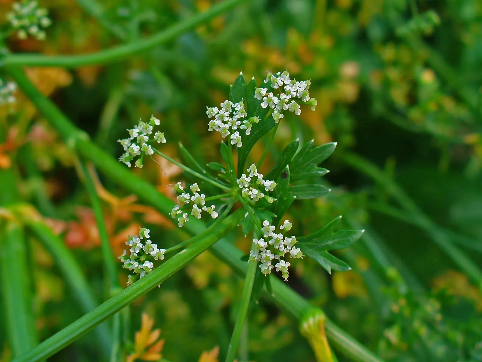 Curly Leaf Parsley (Petroselinum Crispum) — Curly Leaf Parsley (Petroselinum crispum) is a biennial herb with vibrant green, finely curled leaves, image 67