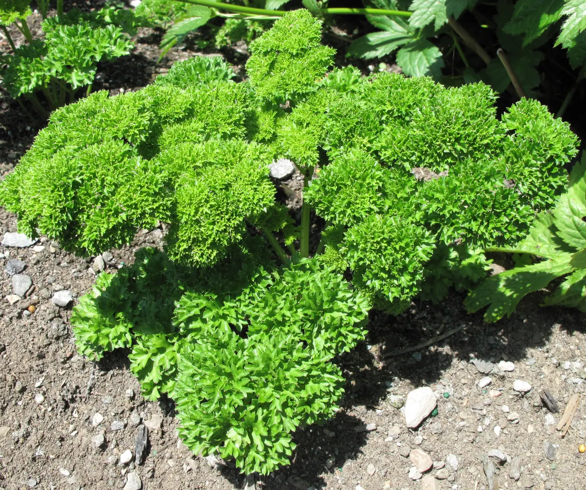Curly Leaf Parsley (Petroselinum Crispum) — When creating your landscape design; requiring at least 5 hours of direct light per day to thrive, image 84